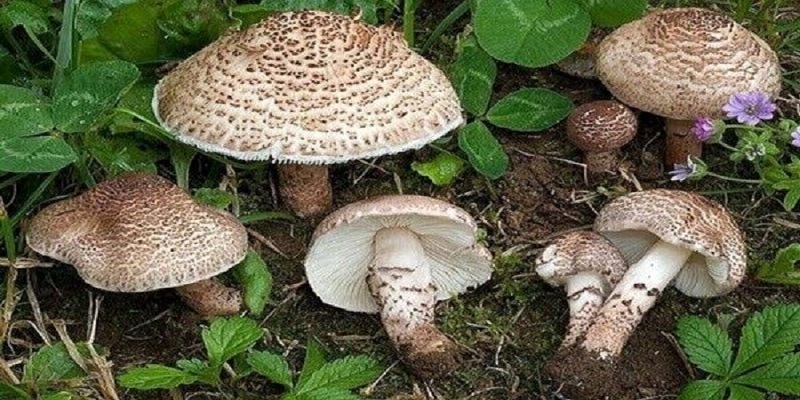 قارچهای خودرو در طبعیت سمی و مرگآور هستند