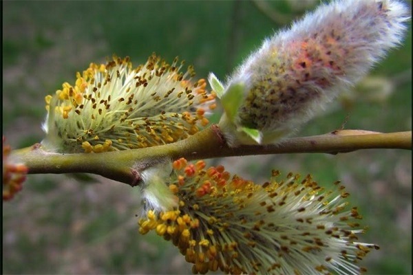 خواص جادویی بابونه برای درمان سرماخوردگی
