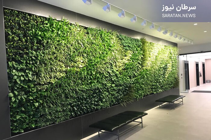 همین گلدان های ساده چطور جلوی سرطان را می گیرند؟ آمبیوس