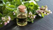 این گیاه از آلزایمر جلوگیری می‌کند