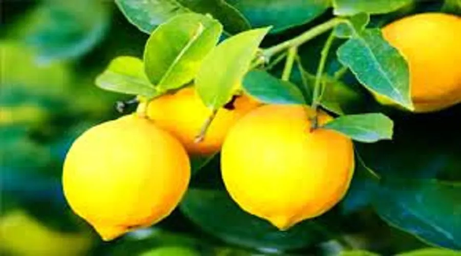 معجزه عجیب این میوه / قاتل سکته مغزی کشف شد