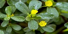 عدم تاثیر مسدودکننده بتا در کاهش خطرات برای بیماران حمله قلبی