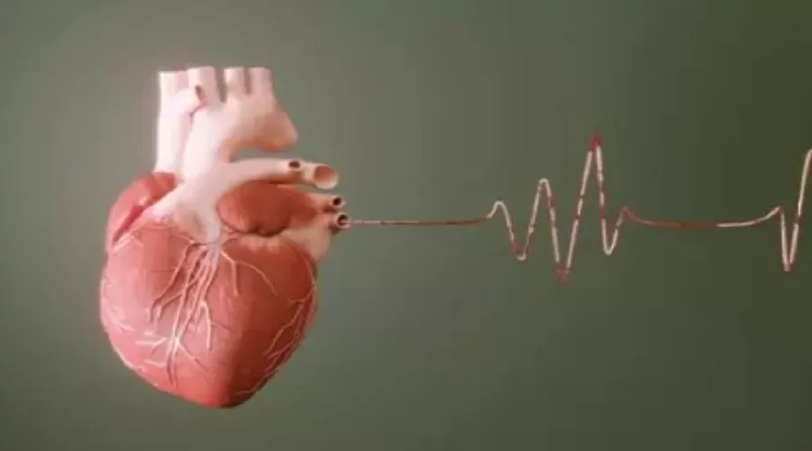 قلب، عضوی کوچک با وظیفه‌ای بزرگ