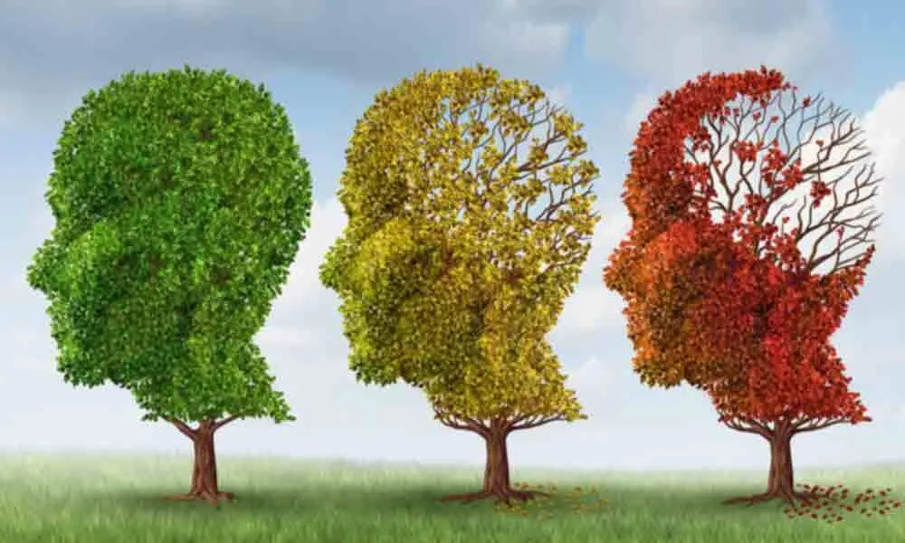 با روش های گیاهی آلزایمر را به تعویق بیندازید