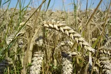 ۷ توصیه برای جلوگیری از بروز سرطان پروستات