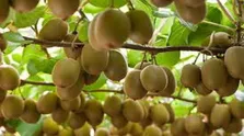 کدام میوه‌ها قند بیشتری دارند؟