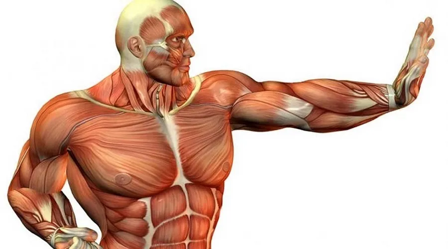 عضله سازی بدون چربی در کاهش خطر ابتلا به آلزایمر موثر است