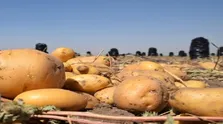 کیوی میوه ای سرشار از ویتامین C