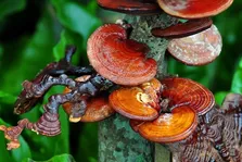 معجزه سرکه سیب برای لاغری
