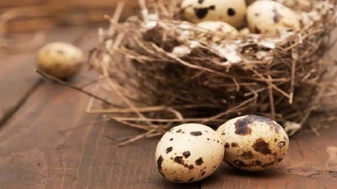 خواص بی‌نظیر تخم بلدرچین