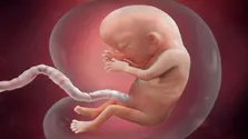 احتمال کاشت بذر اسکیزوفرنی از دوران جنینی