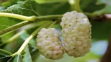 میوه‌ای برای لاغری و پیشگیری از سرطان