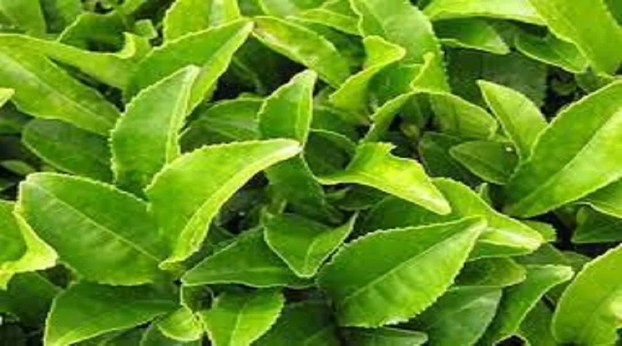 خواص درمانی و عوارض «چای» از دیدگاه طب سنتی