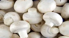 مبارزه با سرطان با منبع گیاهی جدید