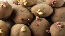 چه مواد غذایی برای مشکلات گوارشی مفیدند؟