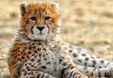 برخورد با بیمارستان هایی که آمار بالای سزارین دارند