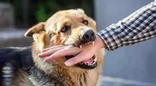ثبت بیش از ۹۰هزار حیوان‌گزیدگی/ ۷ فوتی به دلیل هاری