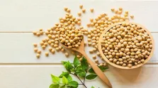 گیاه خوشبوی ضد سرطان