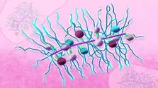 تأیید FDA: ترکیب پمبرولیزوماب و تراستوزوماب برای درمان سرطان معده HER2 مثبت