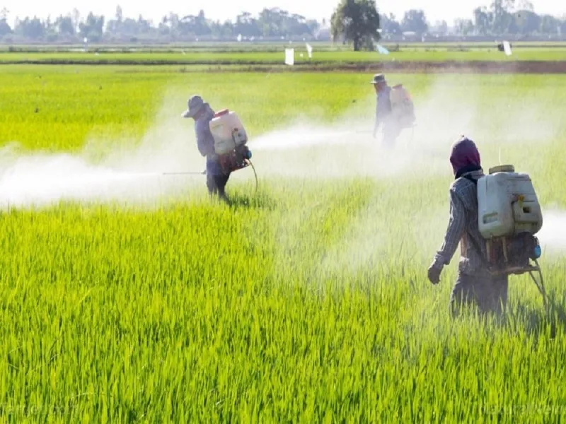 بین آفت کش‌ها و بروز سرطان تیروئید ارتباط وجود دارد
