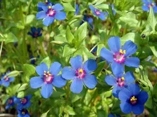 تصفیه خون با گیاه بابا آدم