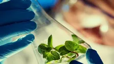 سیگارهای الکترونیکی عامل افزایش التهاب در بدن
