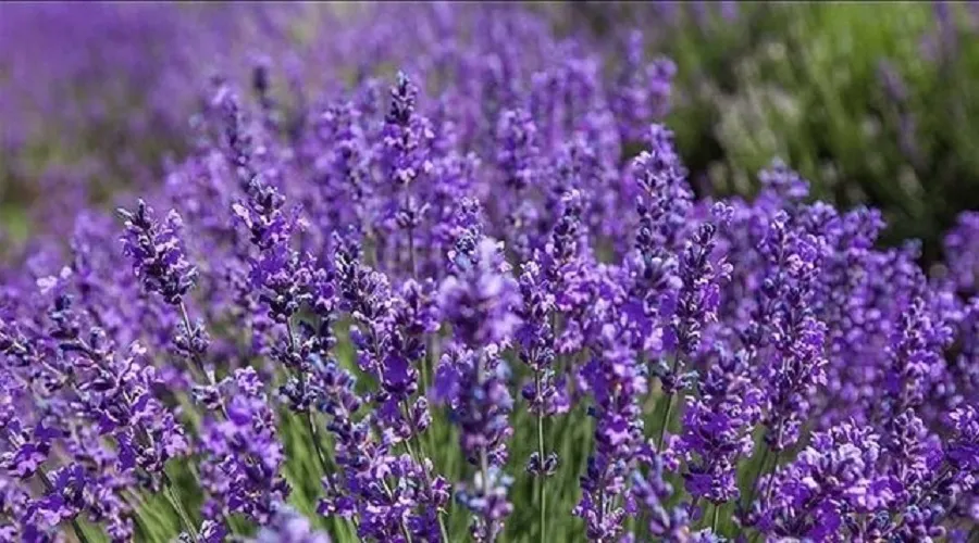 ثرات ضد لیشمانیایی نانوذرات روی سنتز شده با عصاره گیاه اسطوخدوس