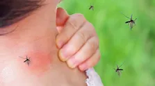 عرق این گیاه یک داروخانه سیار است
