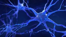 پلاک‌های آمیلوئیدی و نقش آن در بروز آلزایمر