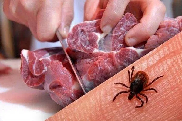 ۳۰ مبتلا و ۲ جانباخته بر اثر ابتلا به تب کریمه کنگو از ابتدای سال تا کنون