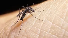 همه چیز درباره تب دنگی؛ ۷۱۹ مبتلا شناسایی شدند