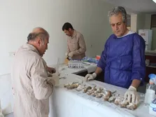 محققان منشاء طاعون سیاه را پیدا کردند