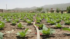 70 خاصیت باورنکردنی شوید که بعد از مصرف نصیب‌تان می شود