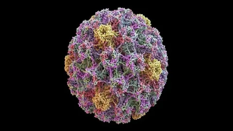 کدام سرطان‌ها با ویروس HPV مرتبط هستند ؟