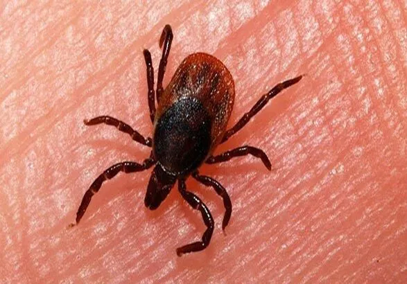 چطور از بروز و شیوع بیماری تب کریمه کنگو جلوگیری کنیم؟