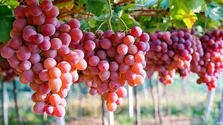 تاثیر مصرف روزانه گوشت قرمز بر فشار خون