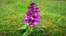 دارویی طبیعی برای پوست، مو و تعادل هورمونی