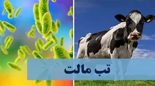 تب مالت همچنان قربانی می‌گیرد؛ بیش از ۲۰ هزار مبتلا در سال