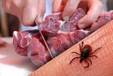 افزایش موارد ابتلا به تب کنگو در تابستان