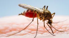 آرژانتین شاهد بیش از نیم میلیون مورد تب دنگی است