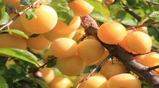 خوردن آلو به رفع کم خونی کمک می کند