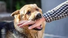 آنچه باید درباره خفاش‌ها و هاری بدانید