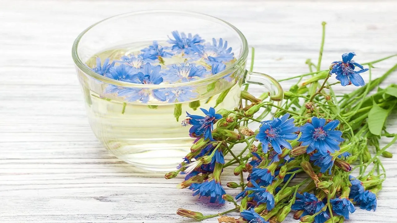 این گیاه دارویی کبدتان را نجات می‌دهد و در گرما خنک‌تان می‌کند