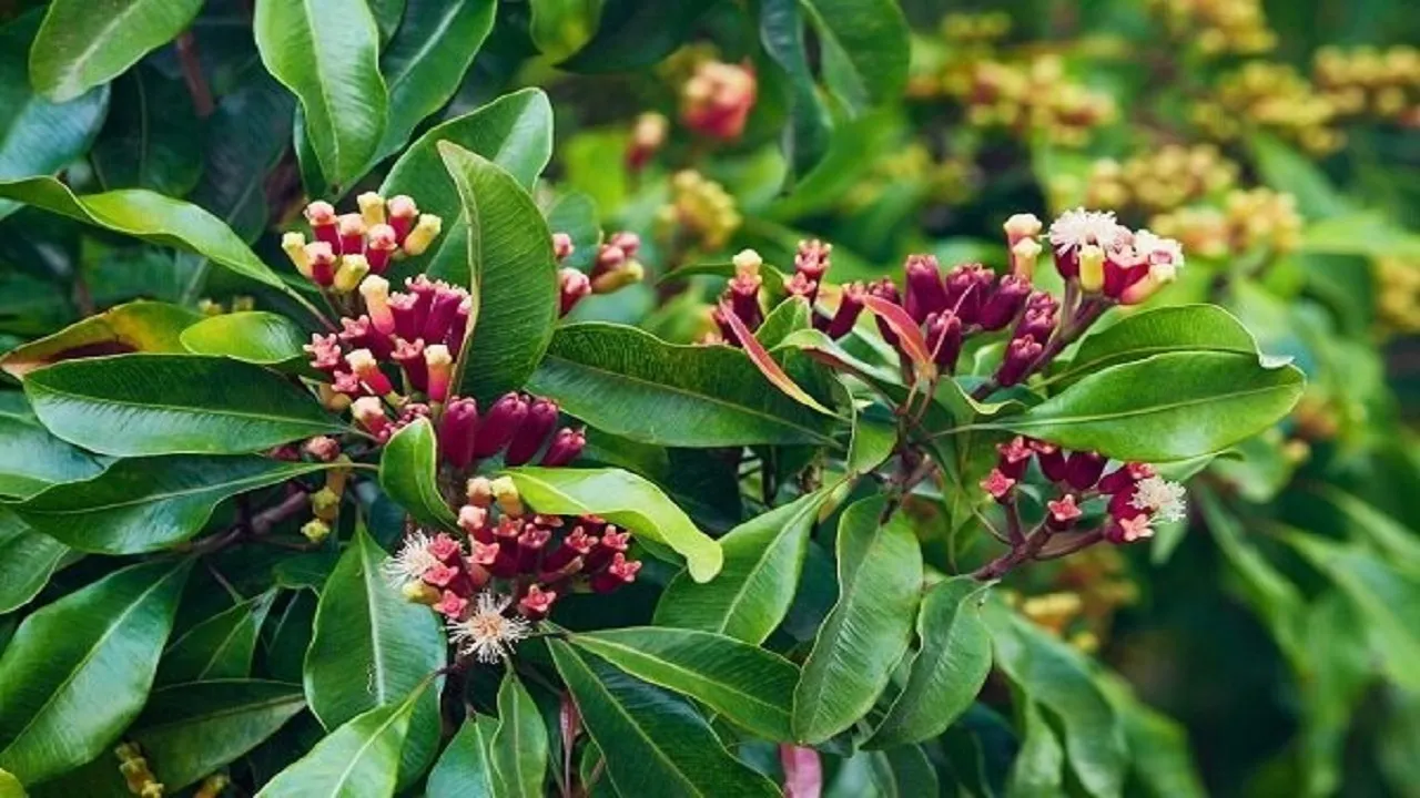 سوپراستار گیاهان دارویی با خواص معجزه‌آسا