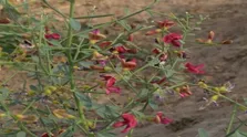عرق این گیاه یک داروخانه سیار است