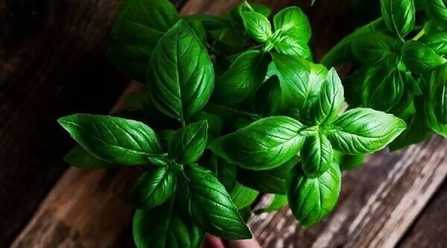خواص درمانی ریحان از دیدگاه طب سنتی