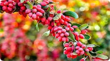 ثبت ۸۶ شغل خانگی در حوزه فراورده‌های غذایی و آشامیدنی