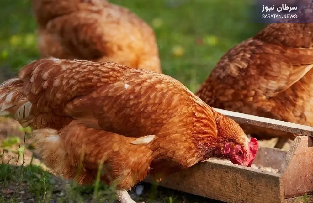 آیا آنفلوانزای پرندگان در بین انسان در حال گسترش است؟