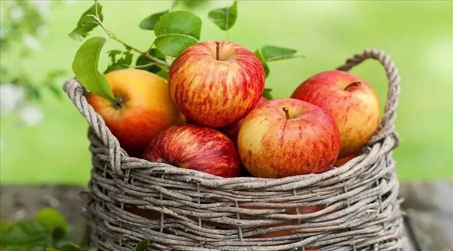 فواید چندگانه سیب؛ از کنترل قند خون تا پیشگیری از سرطان