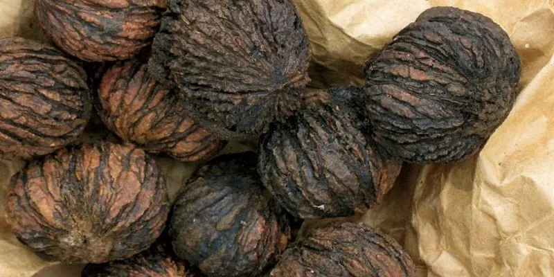 آیا خوردن گردوهای سیاه خطرناک است